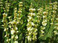 Sisyrinchium