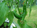 Chillies