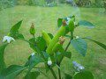 Green Chillies