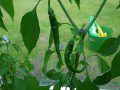 Green Chillies