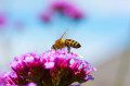 Honey Bee