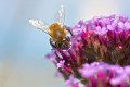 Honey Bee Feeding