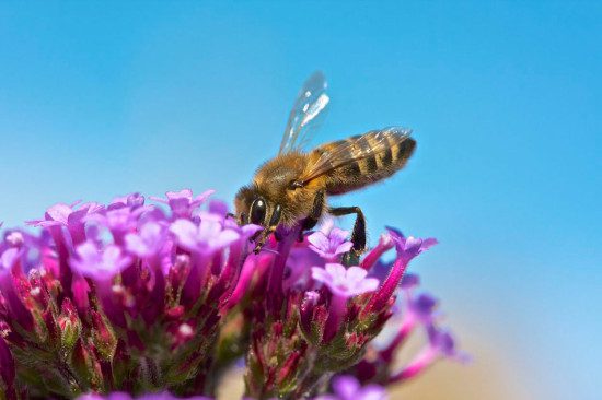 Honey Bee on Verbena