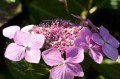 Hydrangea