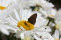 Meadow Brown
