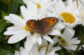 Meadow Brown