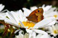 Meadow-Brown-Butterfly-1