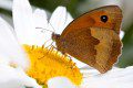 Meadow Brown Butterfly