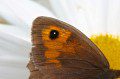 Meadow Brown Eyespot