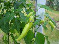 Peppers