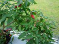 Red Chillies
