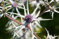Sea Holly