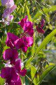 Sweet-Pea