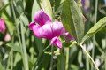 Sweet-Pea