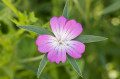Wildflower