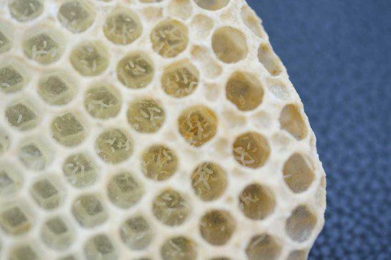Laying worker eggs
