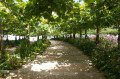 Avenue of Trees
