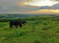 Dartmoor Ponies