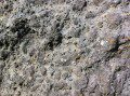 Crinoid Ossicles