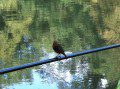 Robin on the rod