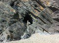 Aberystwyth Turbidites