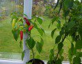 Chilli Plants