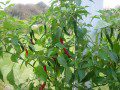 Chillies