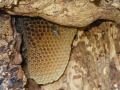 Honey-Comb