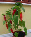 Red Chillies