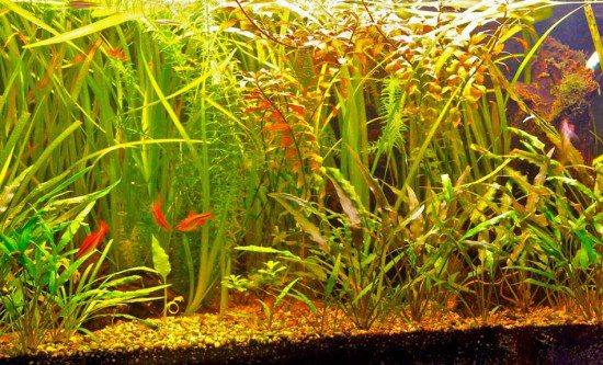 Plant Growth in our Aquarium