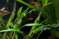 Barbs and Tetra