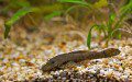 Bristlenose Plec