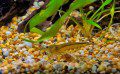 Shrimp