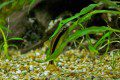 Siamese Algae Eater