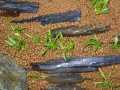 Echinodorus tennellus