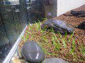Eleocharis sp. mini