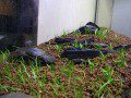 Planting