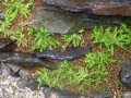 Pogostemon helferi