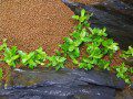 Staurogyne repens