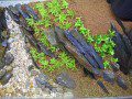Aquarium Planting