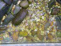 Algal Pool