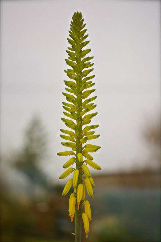 Aloe Vera Flower