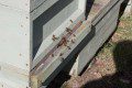 Bees
