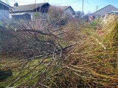 Chainsaw cuttings