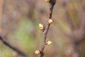 Cherry Tree Buds
