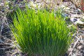 Chives