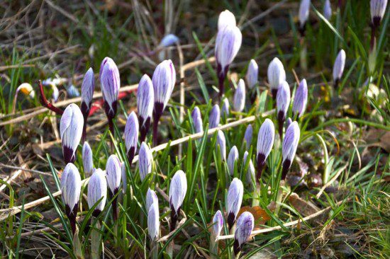 Crocuses