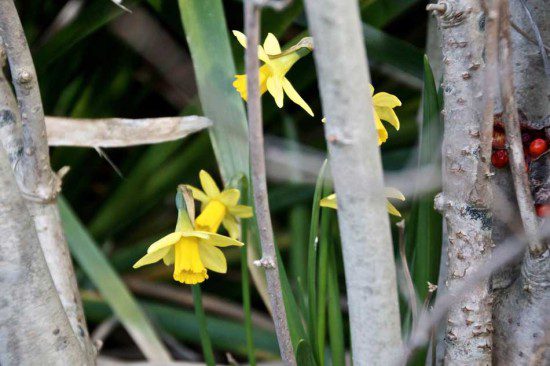 Narcissus