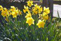 Daffodils