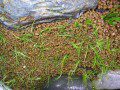 Eleocharis